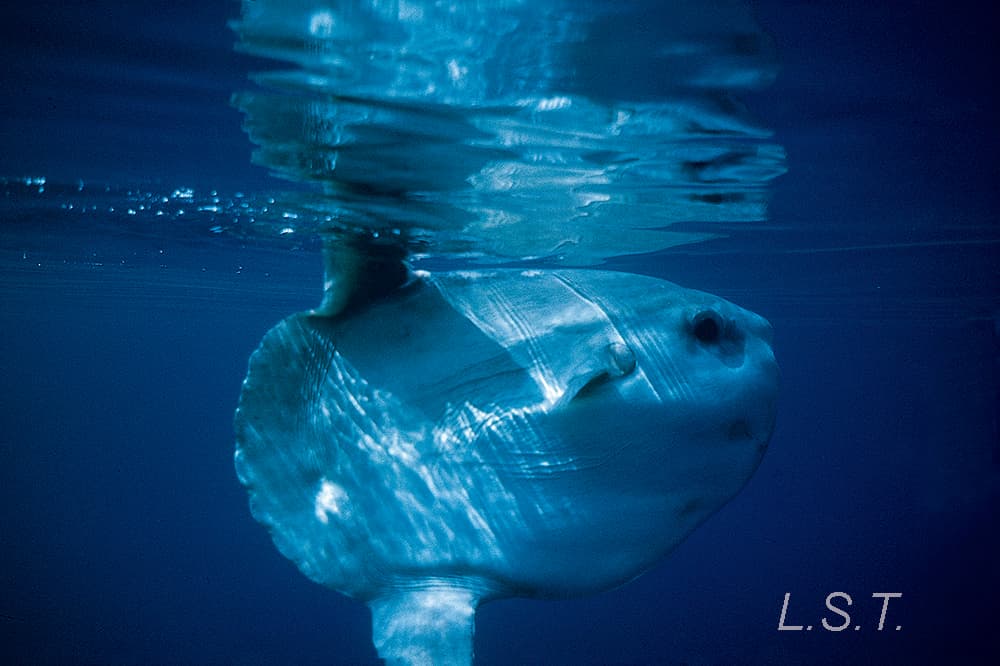 Pez Luna o Mola Mola