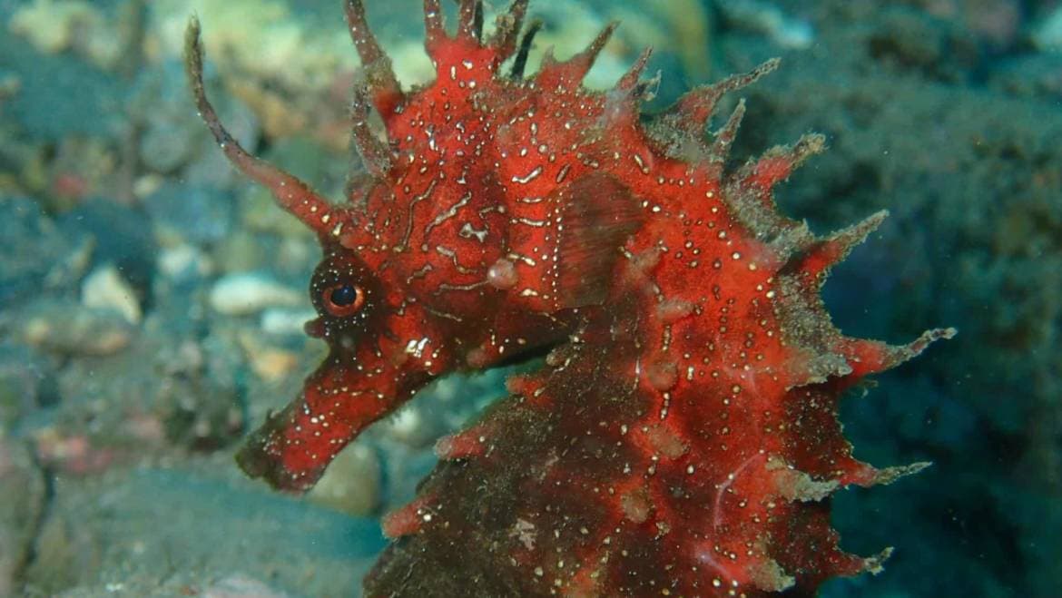 Caballitos de Mar. Seres Fascinantes del Mundo Submarino