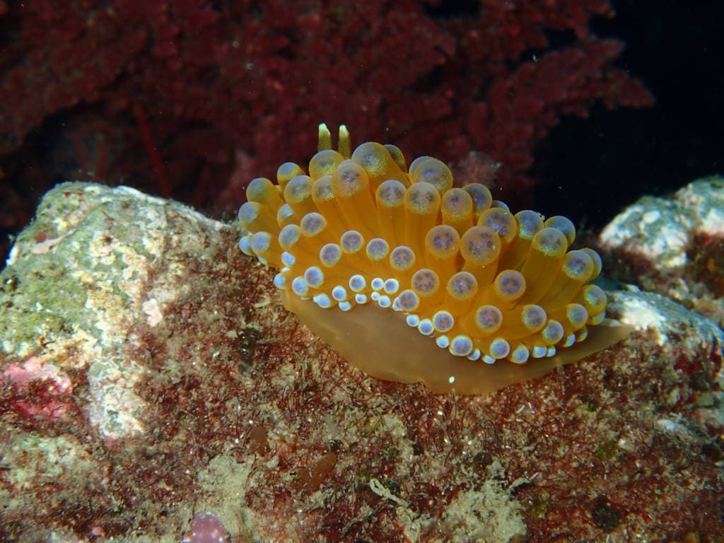 Nudibranquios, los mejor vestidos del fondo del mar